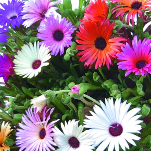 Mesembryanthemum Mixed